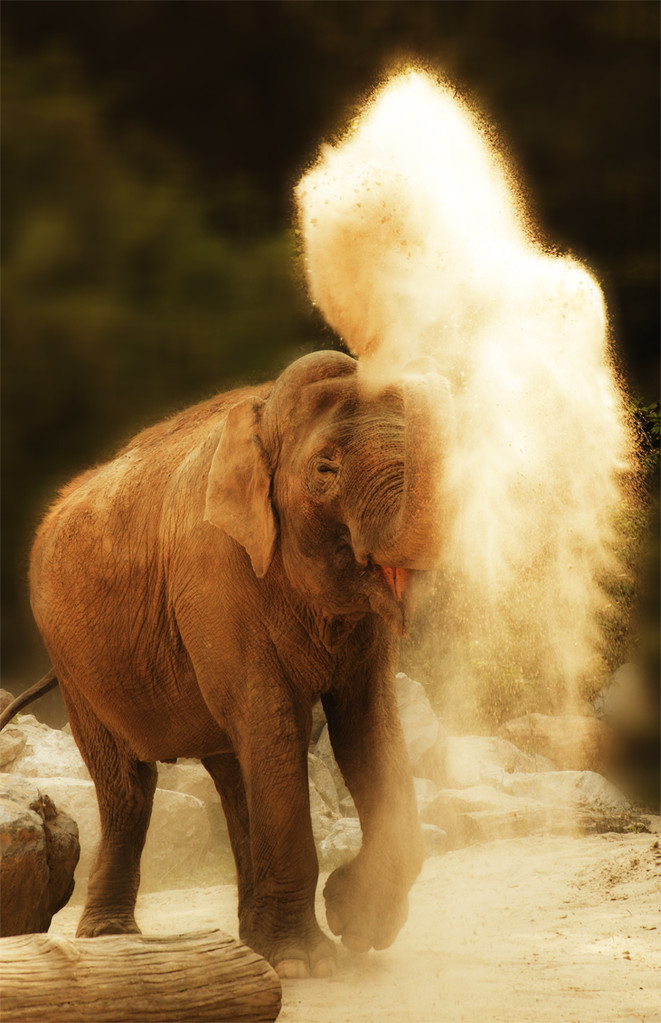 foto di elefante con la sabbia
