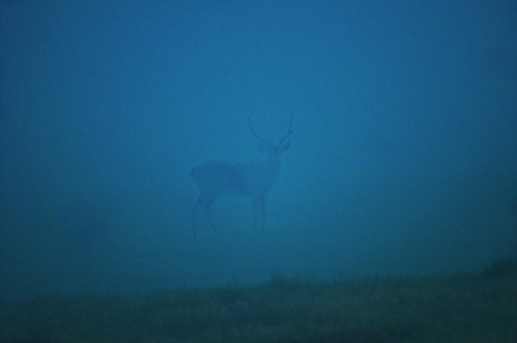 immagine di un cervo nella nebbia