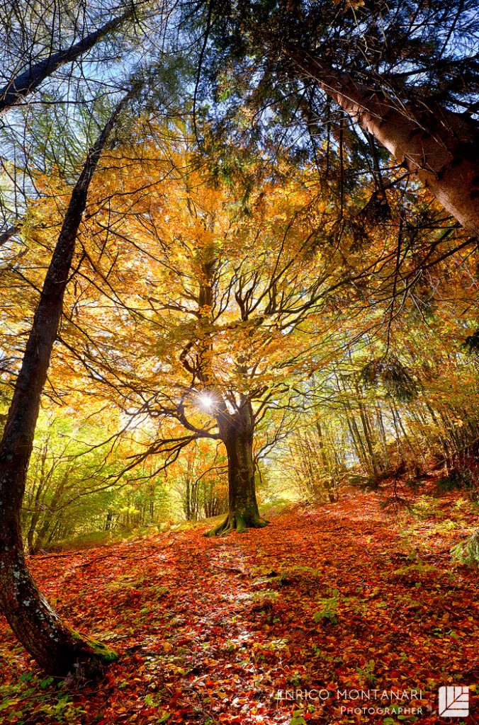 paesaggi bellissimi: panorama di un bosco fotografato in autunno