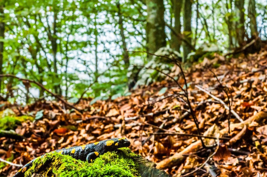 Foto di salamandra sopra un muschio