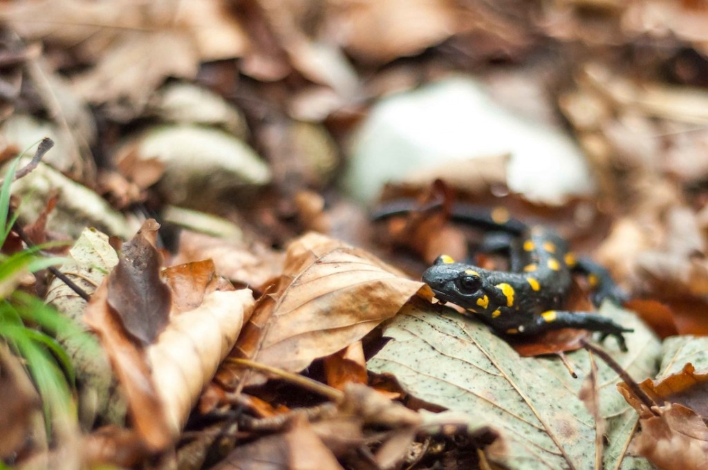 Una delle salamandre fotografate tra le foglie