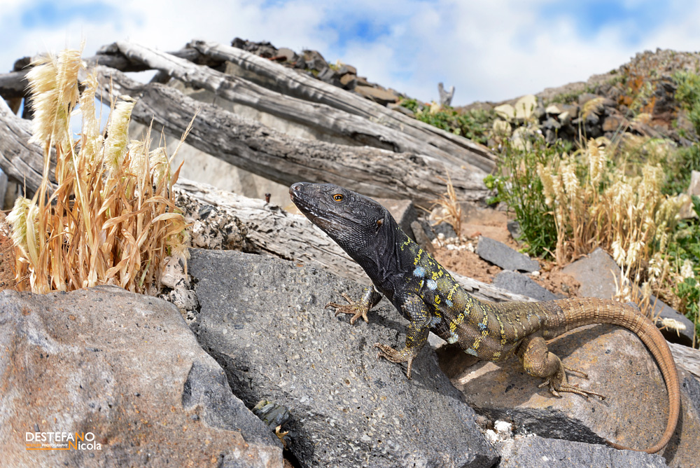 foto di una lucertola (iguana) a Tenerife by Nicola Destefano