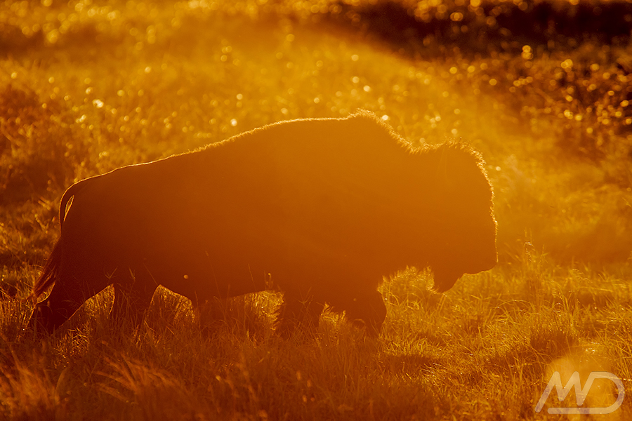fotografia di un bisonte al tramonto