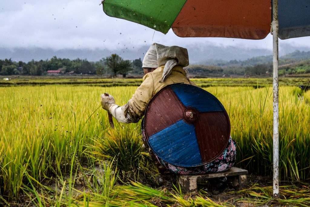 donna birmana fotografata nelle risaie